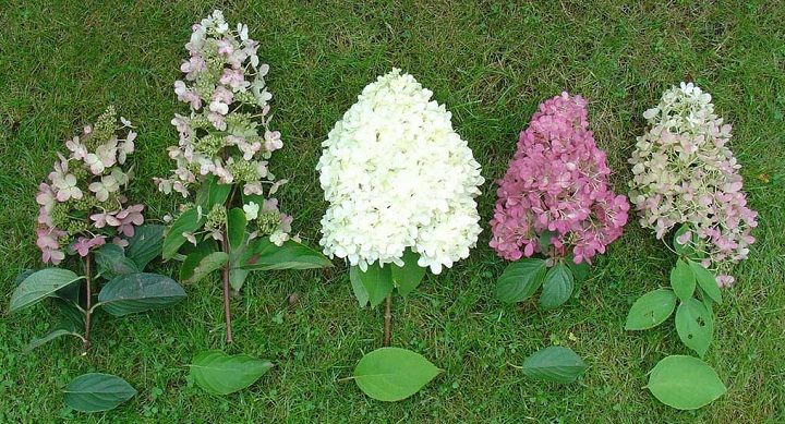 Разные соцветия гортензии
