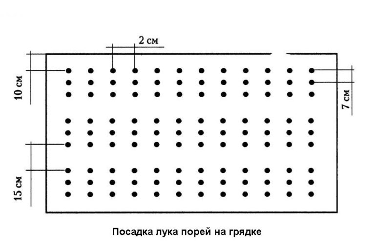 Посадка тыквы рассадой расстояние 70