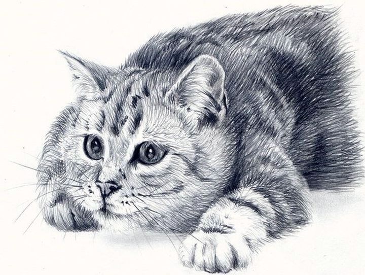 Изображение кошки нарисованные 5 класс
