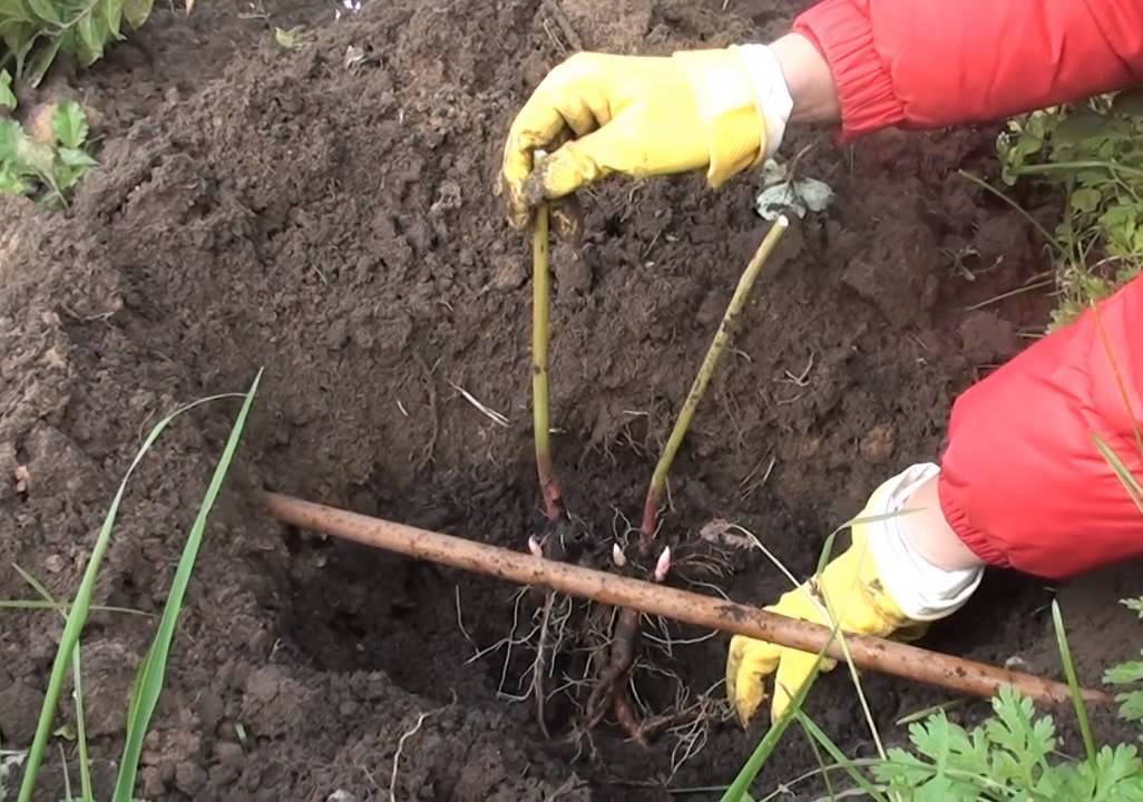 Как сажать пионы и уход за ними Как сажать пионы и уход за ними