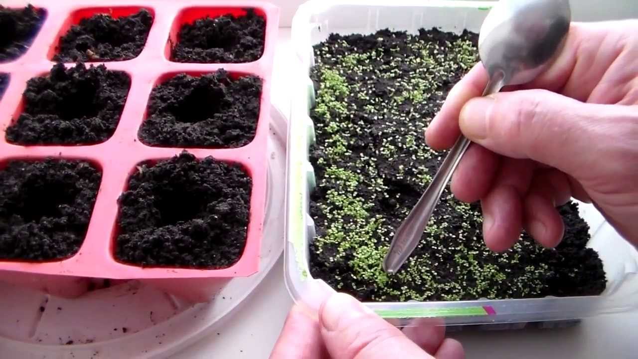 Лобелия из семян посадка уход Лобелия из семян посадка уход