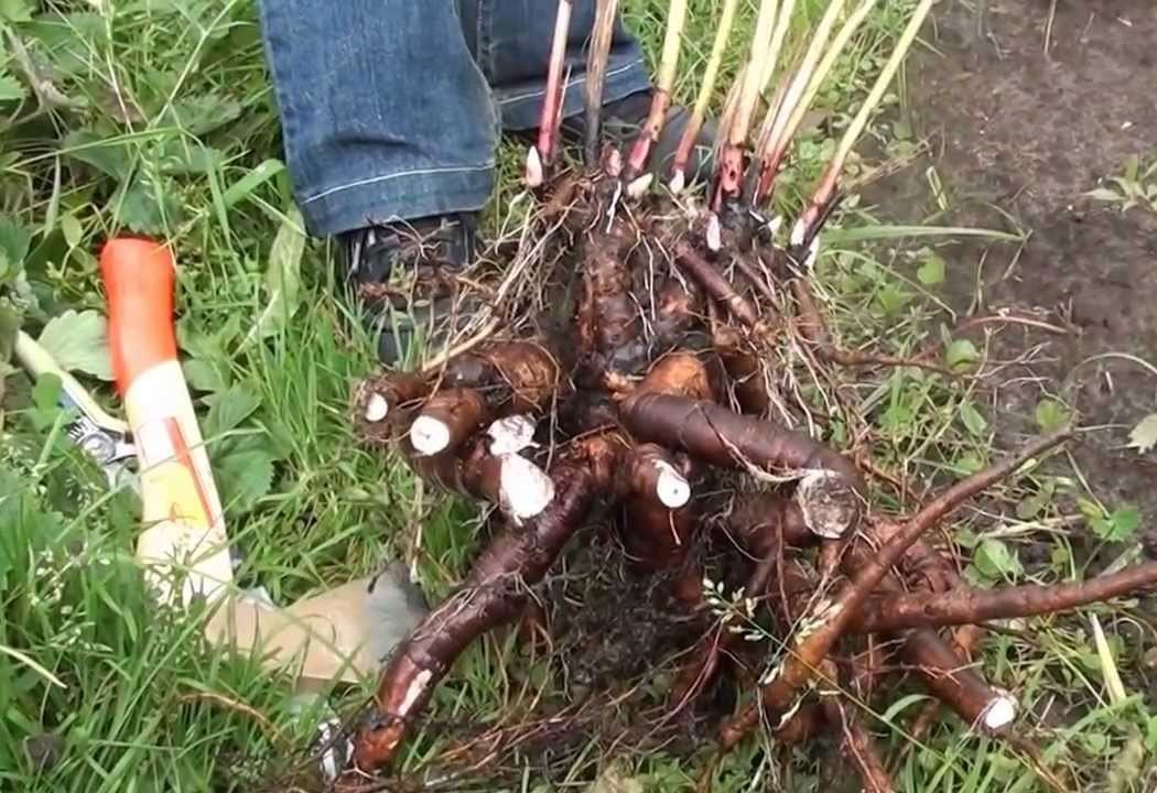 Значение пословицы «Что посеешь, то и пожнешь похожие Гуашь с ПВА как замена масла и акрила - Ярмарка Мастеров