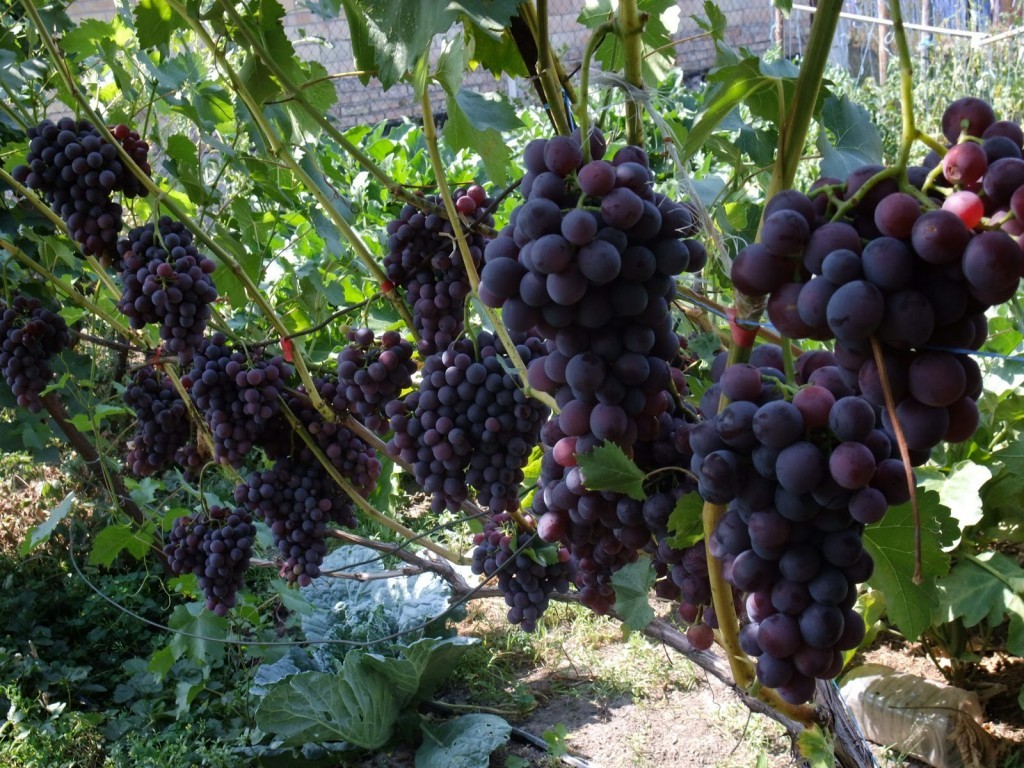Виноград сорта Анюта Виноград сорта Анюта