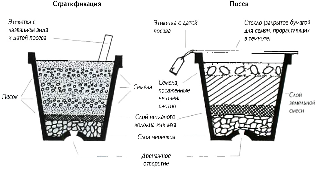 Выращивание семян бонсай 66