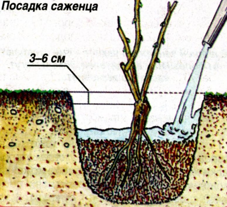 Посадка и уход за сибирскими розами Посадка и уход за сибирскими розами