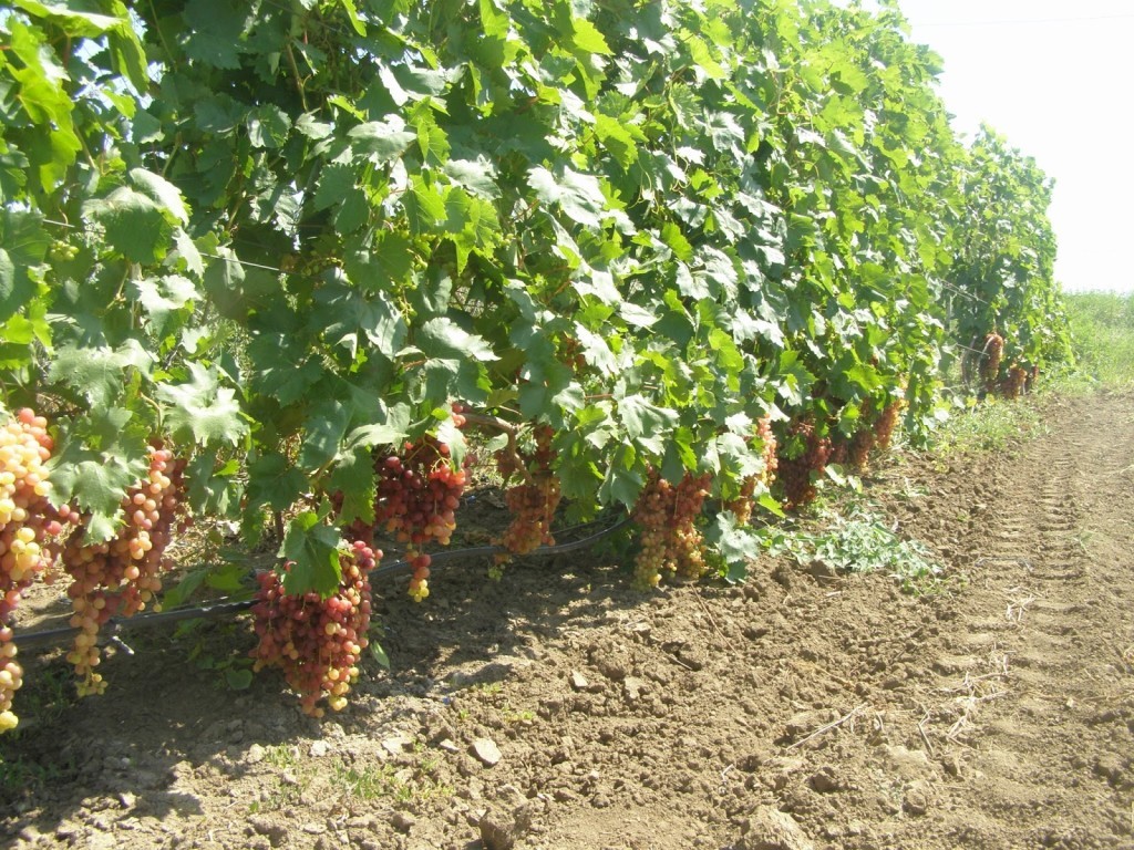 Урожай с одного куста винограда Урожай с одного куста винограда