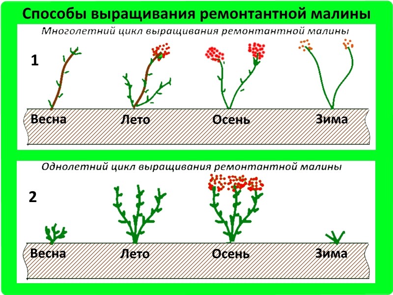 Желтая малина уход и выращивание в Желтая малина уход и выращивание в