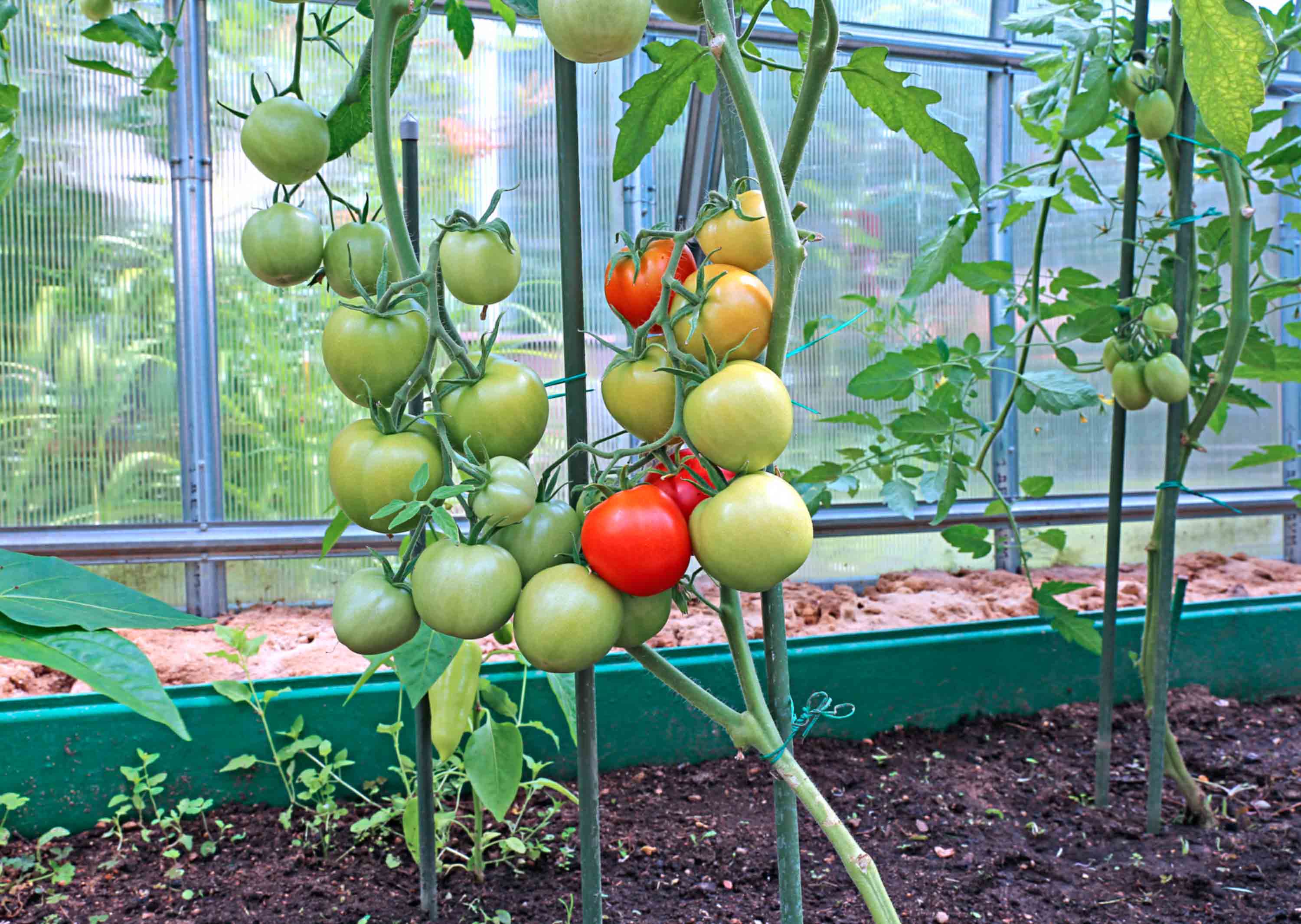 выращивание помидоров в теплице из поликарбоната