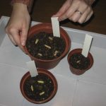 Уход и выращивание за растением ахименес в домашних условиях
