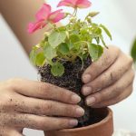 Уход и выращивание за растением ахименес в домашних условиях