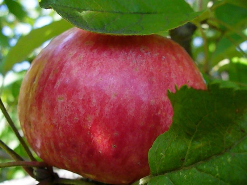 Крупные плоды яблони