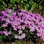 Фото 1: Многолетние цветение флокса
