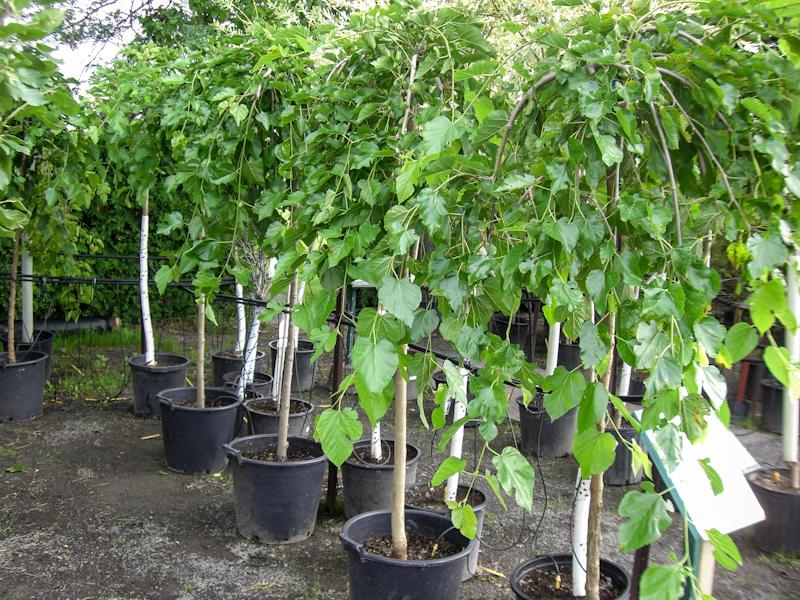 Особенности выращивания и ухода за шелковицей или трутовым деревом