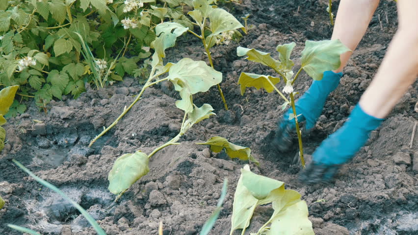 Выращивание и уход за спелыми баклажанами из рассады на своем участке