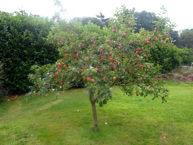 Летняя яблоня медуница в саду