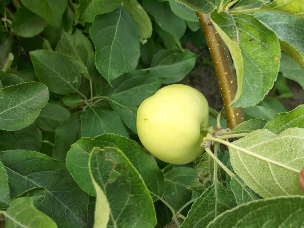 Плоды зимней яблони медуницы