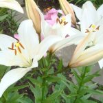 Фото 38: посадка белых лилий