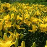 Фото 60: желтые лилии в саду