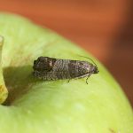 Все о плодожорке на яблоне и методах борьбы с ней