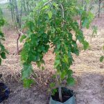 Особенности выращивания и ухода за шелковицей или трутовым деревом