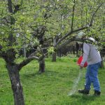 Фото 5: Удобрение дерева яблони