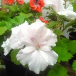 Фото 18: Белый цветок