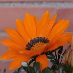 Фото 23: Оранжевый цвет цветка
