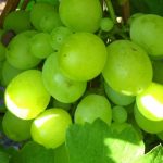 Описание некоторых из существующих сортов винограда для выращивания и виноделия