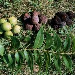 Описание растения черного ореха и полезных свойств его плодов