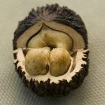 Описание растения черного ореха и полезных свойств его плодов