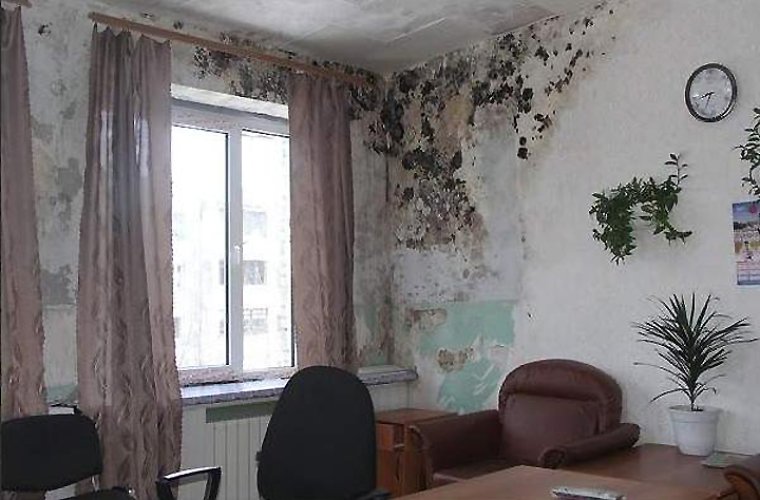 Средство от плесени на стенах