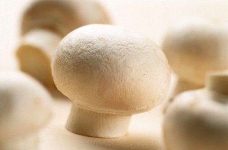 Выращивание шампиньонов в домашних условиях