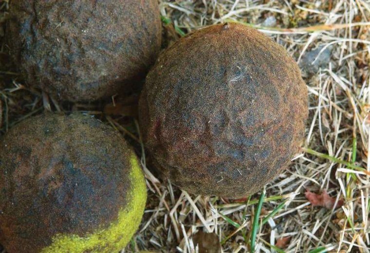 Полезные свойства черного ореха и возможные показания к применению
