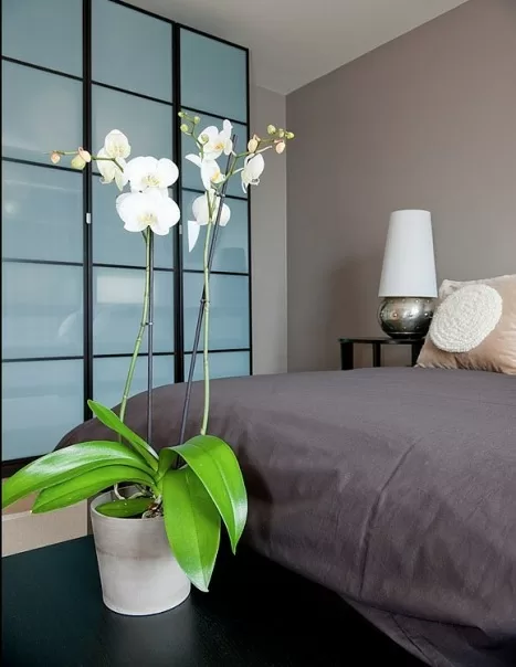 Орхидеи в интерьере: как освежить квартиру с помощью цветов