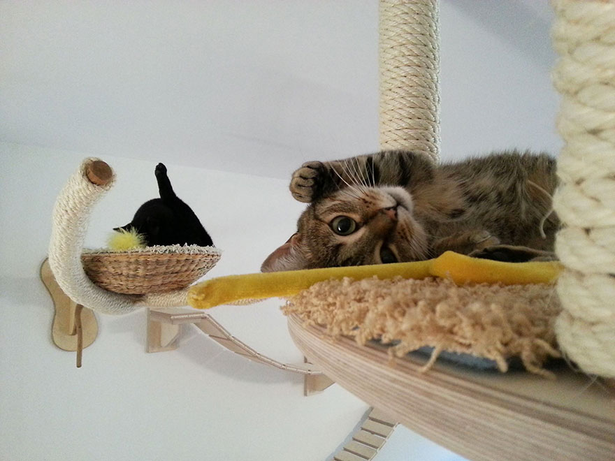 Кошачие лежанки и лабиринт под потолком