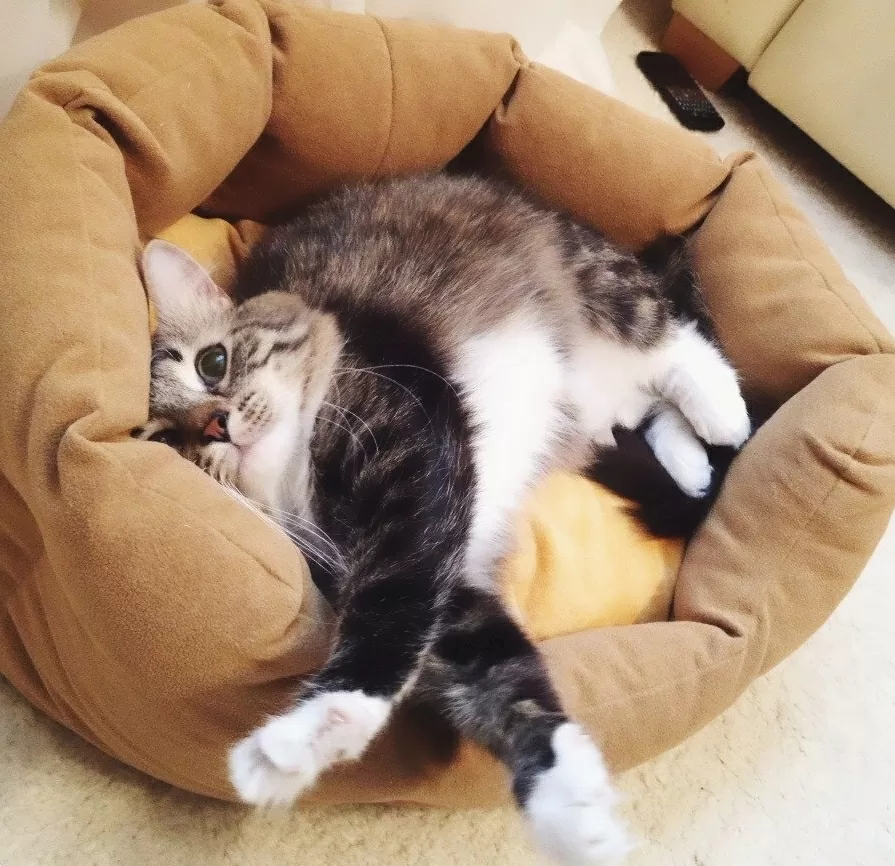 Лежак для кошки своими руками.
