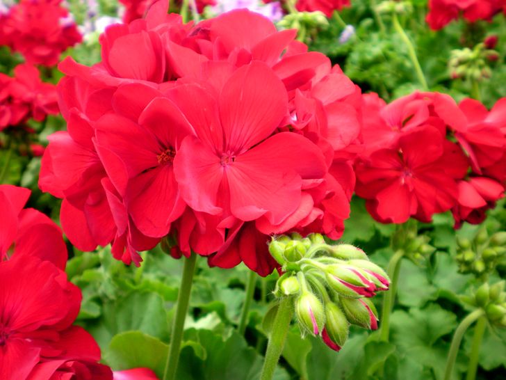 Темно-красные цветы герани