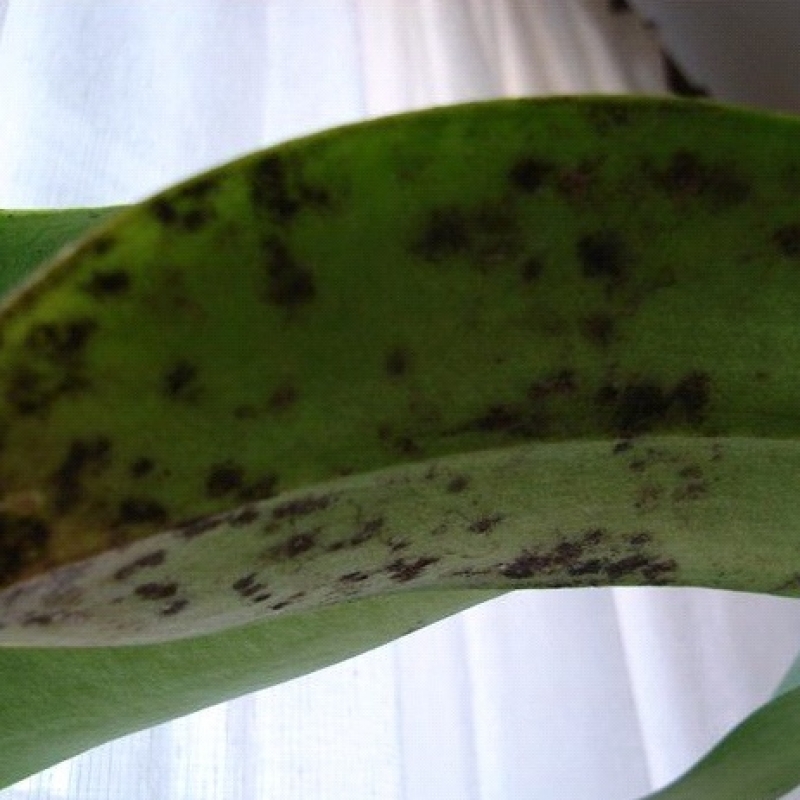 На растении коричневые пятна. Антракноз орхидеи. Болезни орхидей сажистый грибок. Антракноз фаленопсиса. Бактериальная пятнистость орхидеи.