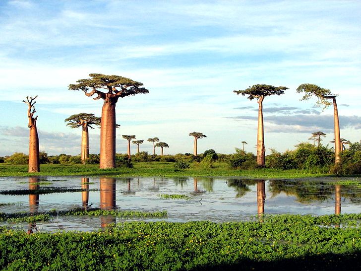 Мадагаскар считается родиной Алоэ