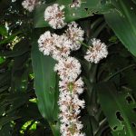 Фото 130: Цветение Dracaena deremensis
