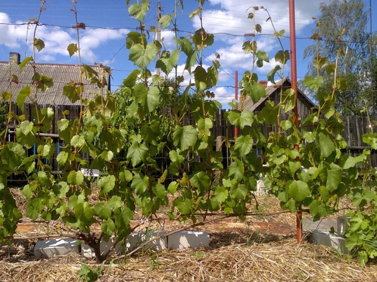 Виноград вдоль дома фото