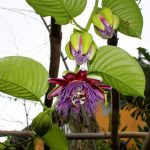 Фото 106: passiflora quadrangularis