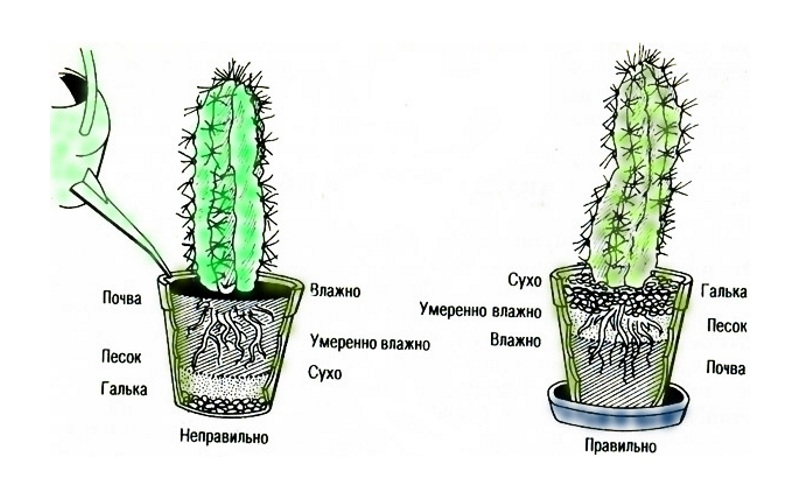 Схема посадки кактуса в горшок