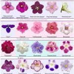 Фото 4: Типы цветков фиалки