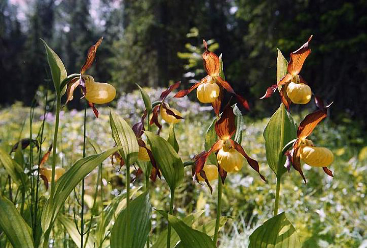 Травянистые орхидеи