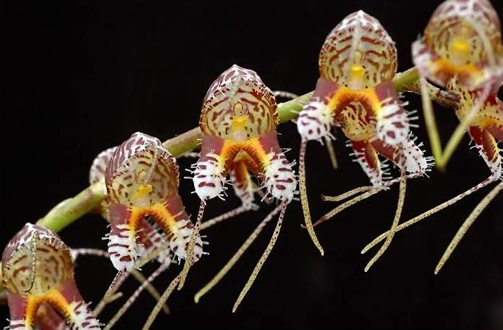 Литофитные орхидеи