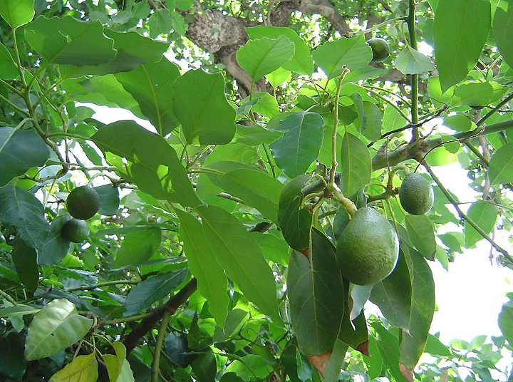 Зеленый авокадо на дереве