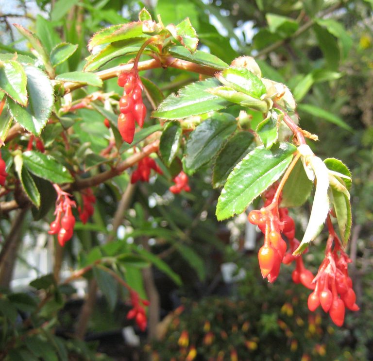 Фото 46: Бегония fuchsioides