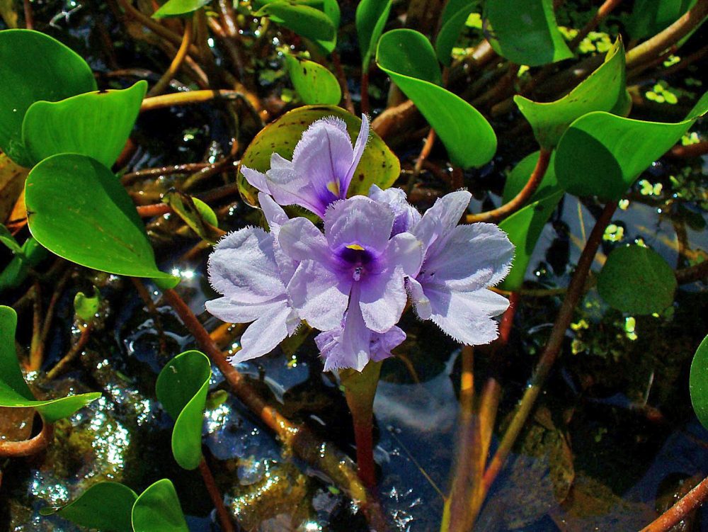 Eichhornia Azurea- водный гиацинт