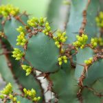 Фото 30: Euphorbia Coerulescens